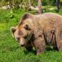 Saptamana ursilor grasi din Alaska este mai mult decat distractie pentru animale dimensiunea e o chestiune de supravietuire