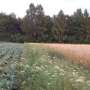 Strategiile combinte de utilizare a terenului protejeaza biodiversitatea in agricultura