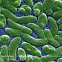 Studiu global cartoghrafiaza raspandirea Vibrio vulnificus in ape costiere incalzite