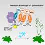 Studiul modelului de planta arata cum aglomerarea proteinelor afecteaza reglementarea genelor si silenierea epigenetica