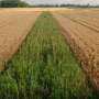 Suite de modele arata unelE efecte pozitive ale practicilor agricole inteligente climatic