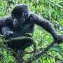 Supraaglomerarea ucide pui de gorila in habitatul din Rwanda