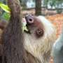 Tamarinii cu blana de aur si lenesiidevin colegi de camera la Zoo Palm Beach