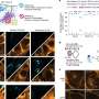Transferul direct de lipide de la membrana plasmatica la RE depaseste traficarea veziculara arata studiul