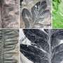 Tunelarii de frunze cea mai veche plaga insectara