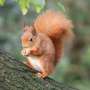 Veveritele rosii au un viitor promitator pe Isle of Wight