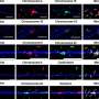 absorbia fragmentelor de ADN din celulele moarte ar putea redefini evoluia i genomica mamiferelor