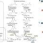 bacterie de sol comuna isi reorganizeaza metabolismul pentru a transforma deseurile vegetale in energie
