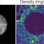 cercetatorii descopera ca nucleul cellular este mai putin dens dect citoplasma inconjuratoare