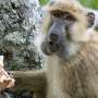 ciupercile ar fi putut face parte din dieta umana timpurie studiu despre primate analyzeaza cine mananca ce si cand