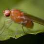 gene cheie identificate in moartea insectelor cauzata de stres