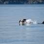inca o data o orca pe cale de disparitie in washington poarta un vitel mort