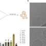 nanoparticule lipidice permit terapia tintita cu ARN pentru bolile inflamatorii intestinale