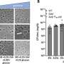 punctul slab ascuns al bacteriilor acumularea de zahar fosfat perturba sinteza peretelui cellular