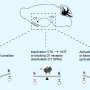 Cercetatorii descopera mecanismul de codare neuronala pentru deciziile de hranire ghidate de miros la soareci
