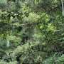 Cercetatorii identifica solutii climatice in copacii cu iarba
