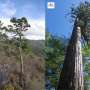 Cipresii hinoki japonezi si taiwanezi s au diferentiat genetic acum 1 milion de ani