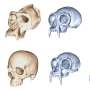 Citat i de sambata diversitatea craniilor de primate explorarea asimetriei materie antimaterie clarificarea asthmului