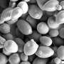 Coordonarea intre organite in drojdie sporeste productia de computi vegetali valoroase