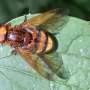 Datele radarului meteorologic arata scaderi alarmante ale populatiilor de insecte