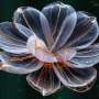 Florile ADN ului microscopic ar putea livra medicamente exact unde este nevoie