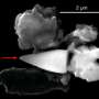 Fosilele gigantice sugereaza ca viata oceanica antica avea GPS integrat