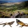 Iguanele de pe insula Clarion Mexico preced oamenii in Americi