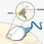 Legatura de atractie Juno Izumo Cum se mentin impreuna ovocitul si spermatozoidul