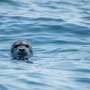 Mamiferele marine mor in numere record pe coasta Californiei