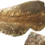 Noua specie de dinozaur carnivor care a cutreierat Tara Galilor de Sud O revolutie in tehnologia de imagistica