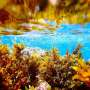 Studii asupra algelor in Israel evidentiaza conditii ecologice favorabile compusilor nutritivi
