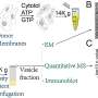 proteomica veziculara descopera noi proteine de incarcare si factori accesorii in transportul cellular