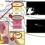 AI stimuleaza cautarea mineralelor critice ale Americii