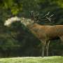 Animalele salbatice impart danezii dar majoritatea spun da capriorilor rosii si gardurilor