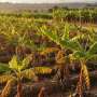Biotehnologia din tropice Ecuador lupta impotriva ciupercii care ofileste bananele