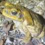 Bufnitele invazive se asteapta sa ajunga in Pilbara Australia de Vest in doua decenii