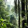 COP30 Obiectivele globale pentru natura in pericol