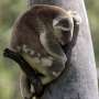 Cercetatorii folosesc aparate de inregistrare acustica pentru a confirma mai multe observatii de koala in zonele izolate din Australia