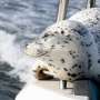 Foca scapa de vanatoarea orcilor sarind pe barca fotografului