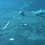Imagini rare arata pestii lipitori surfand pe balene in ocean