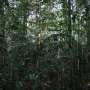 Impactul uman asupra padurilor amazoniene transforma functiile ecologice si istoria evolutiva