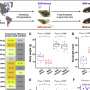 Microbii intestinali transmit traituri comportamentale la puii de soareci independent de gene