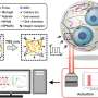 Nanoroboti ghideaza celulele stem sa devina celule osoase prin presiune precisa