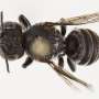 O noua specie de albina distinctiva descoperita in Goldfields Australia de Vest