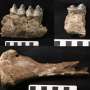 Oamenii de stiinta descopera legatura surprinzatoare intre koala si leul marsupial din Epoca de Gheata