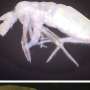Prima descoperire a springtail urilor Lepidosira in China dezvaluie patru specii noi