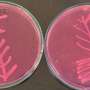 Rata ridicata de bacterii rezistente la antibiotice in laptele crud