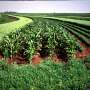 Stim cum sa facem mai bine Agricultura calitatea apei si ratele de cancer in SUA discutate