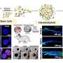 hibrizi nanoparticule celule stem deschid un nou orizont in regenerarea ososului