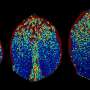 imprevizibilitatea descopera ordinea ascunsa in lumea plantelor